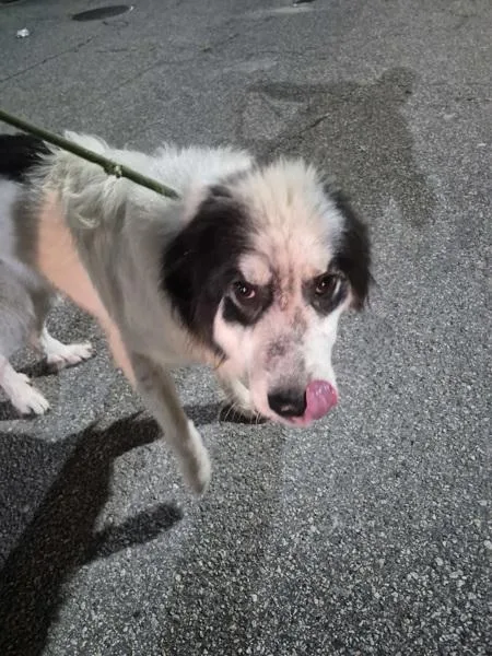 A young large-sized female Great Pyrenees dog named Ic for adoption in Lawrenceville, GA