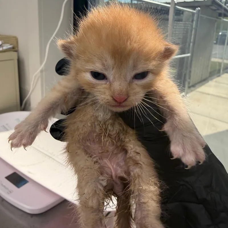 A baby small-sized male Orange / Red Domestic Short Hair cat named Cole for adoption in Columbiana, AL