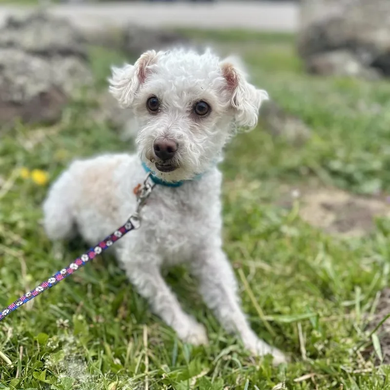 An adult small-sized male White / Cream Poodle (Toy) dog named Matthew for adoption in Glenwood Springs, CO