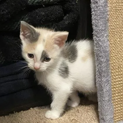A baby small-sized female Domestic Short Hair cat named Sprinkle for adoption in Wilkesboro, NC