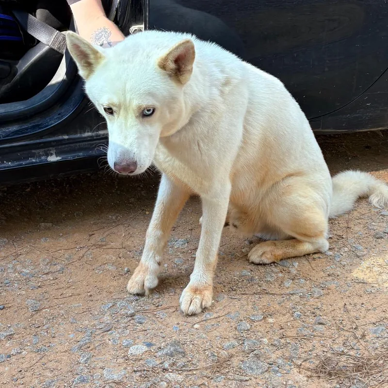 An adult large-sized male White / Cream Husky dog named White for adoption in LOXAHATCHEE, FL