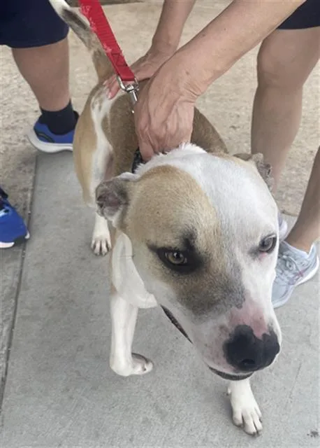An adult large-sized male Mixed Breed dog named Sage for adoption in Dallas, TX