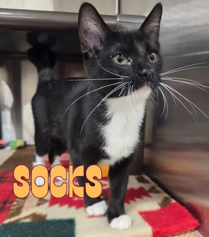 A baby medium-sized female Black Domestic Short Hair cat named Socks for adoption in Nevada, IA