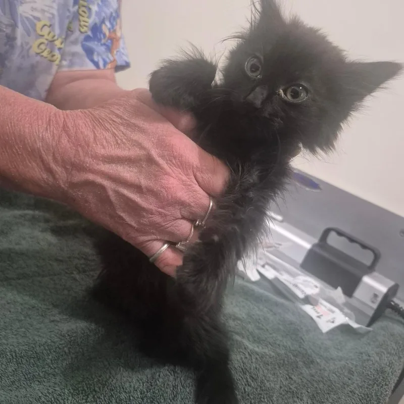 A baby small-sized female Black Domestic Long Hair cat named Nisa for adoption in Upland, CA