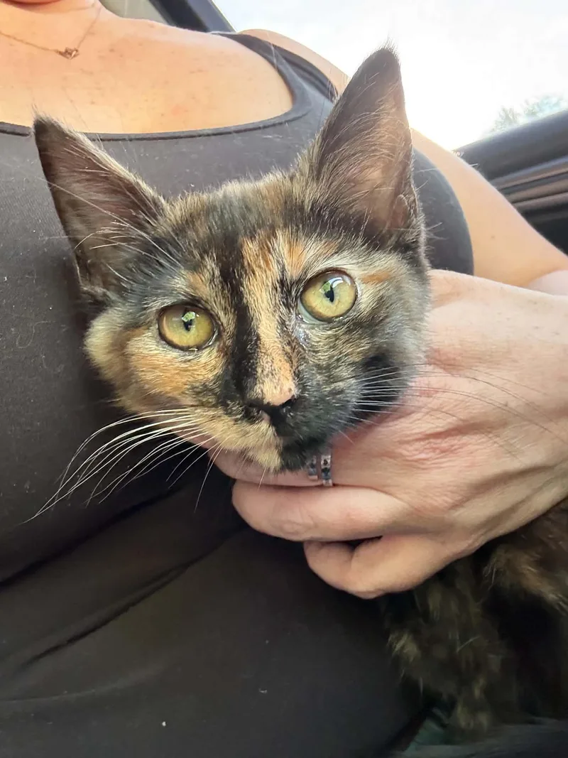 A baby small-sized female Domestic Short Hair cat named Shark for adoption in Knoxville, TN