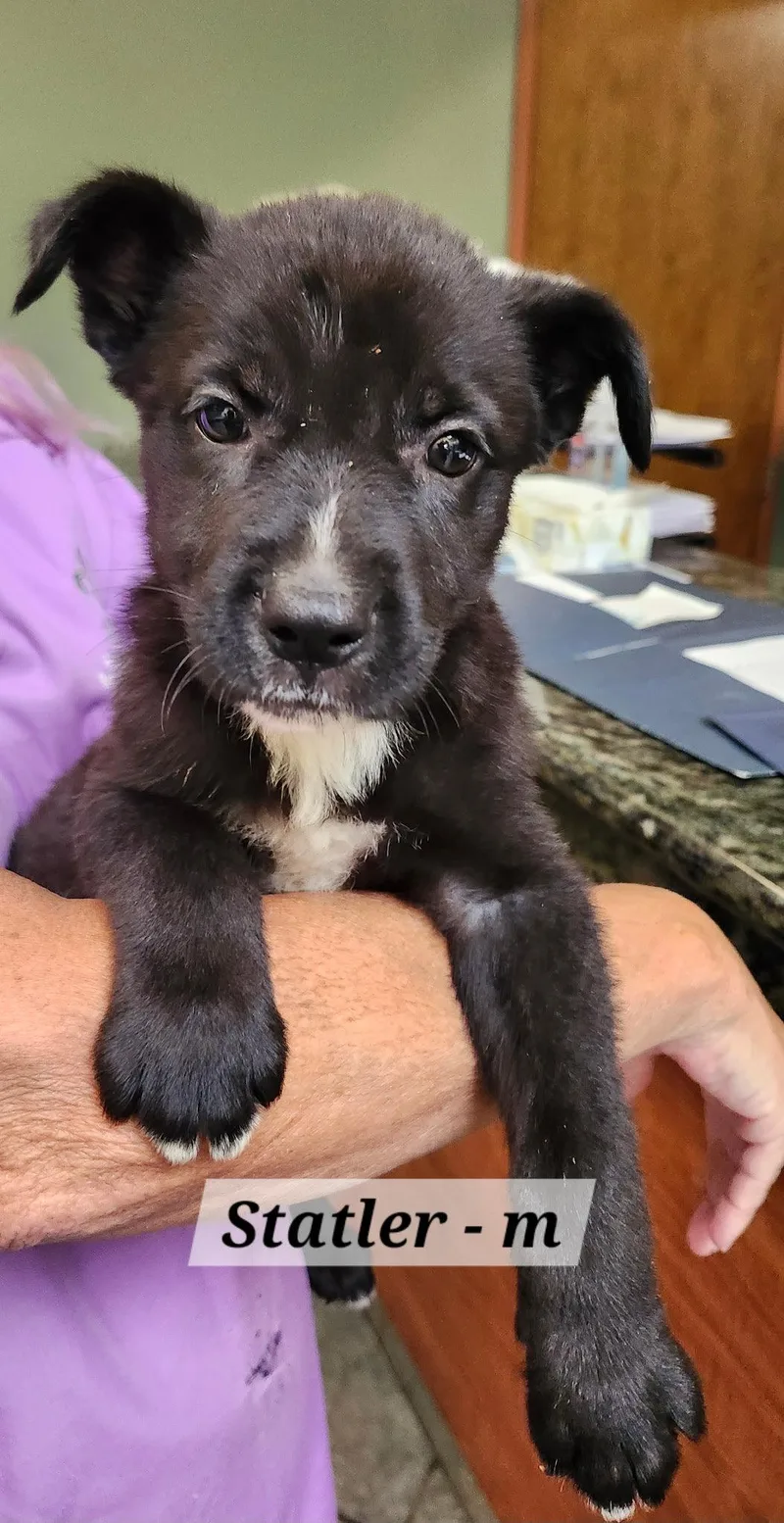 A baby medium-sized male Labrador Retriever dog named Statler for adoption in Hillside, IL