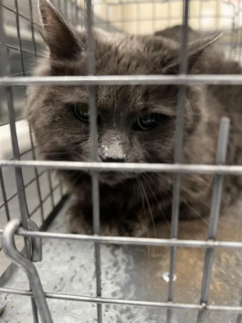 An adult medium-sized female Domestic Medium Hair cat named Silver Surfer for adoption in Las Vegas, NV