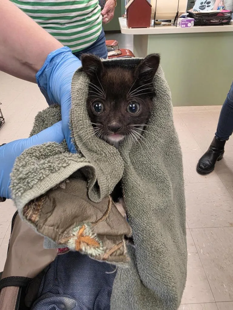 A baby small-sized female Domestic Short Hair cat named Sprite for adoption in Burnsville, NC
