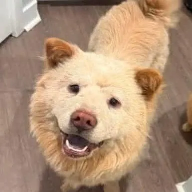 An adult small-sized female Golden Chow Chow dog named Akira for adoption in Tampa, FL