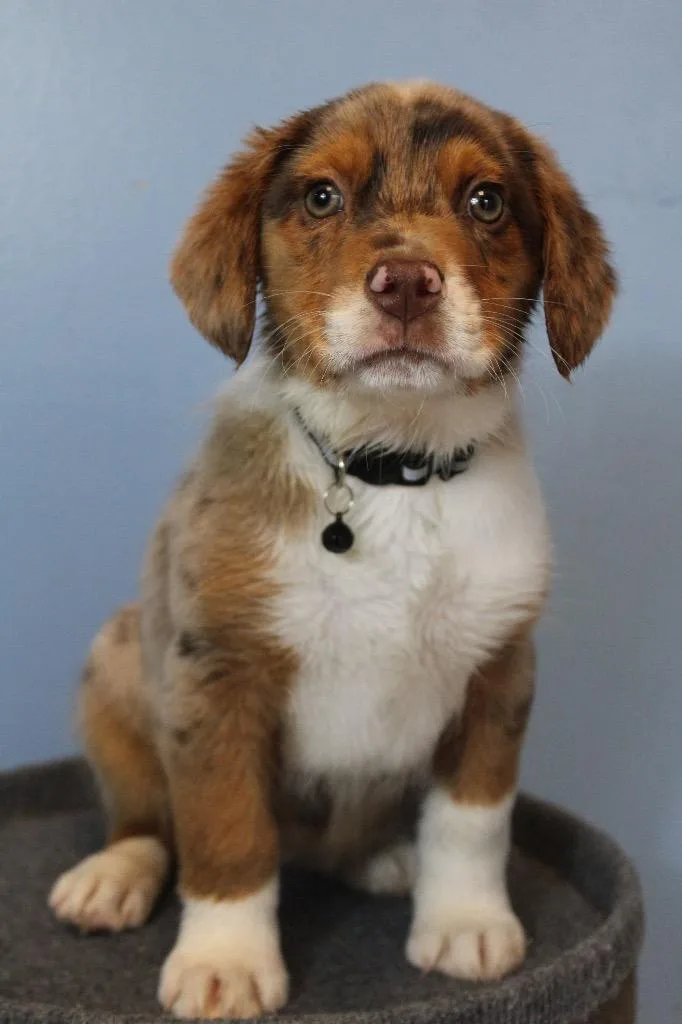 A baby medium-sized female Australian Shepherd dog named Suzie for adoption in Morgantown, KY