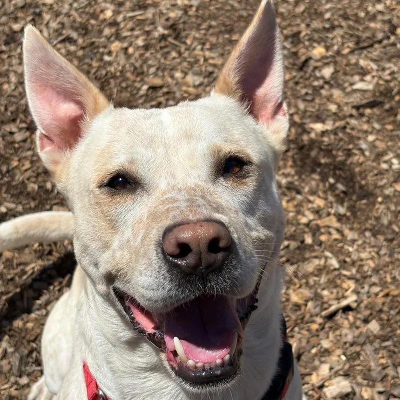 An adult medium-sized male Yellow / Tan / Blond / Fawn Mixed Breed dog named Sheriff for adoption in Wappingers Falls, NY