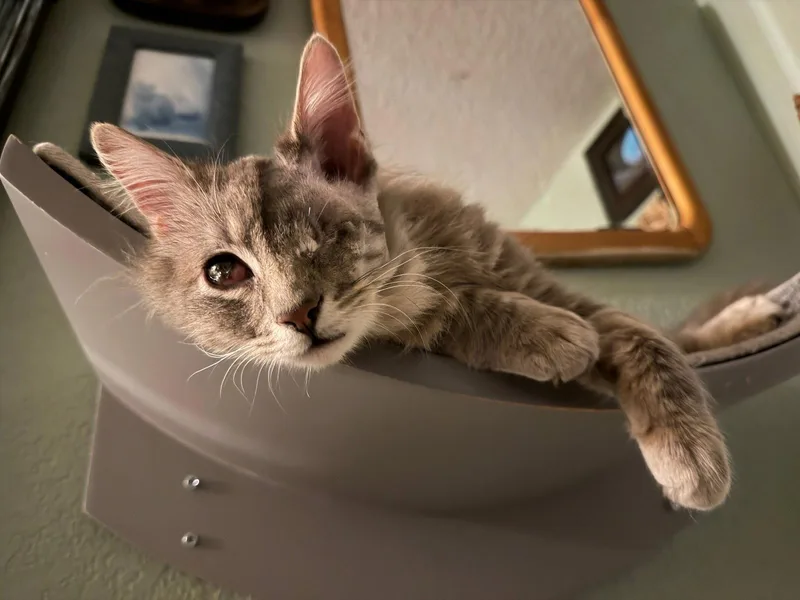A young medium-sized male Domestic Long Hair cat named Sparrow for adoption in Walnut Creek, CA
