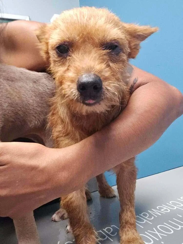 A young small-sized female Terrier dog named Ariel for adoption in New York, NY