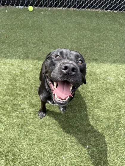 Gus