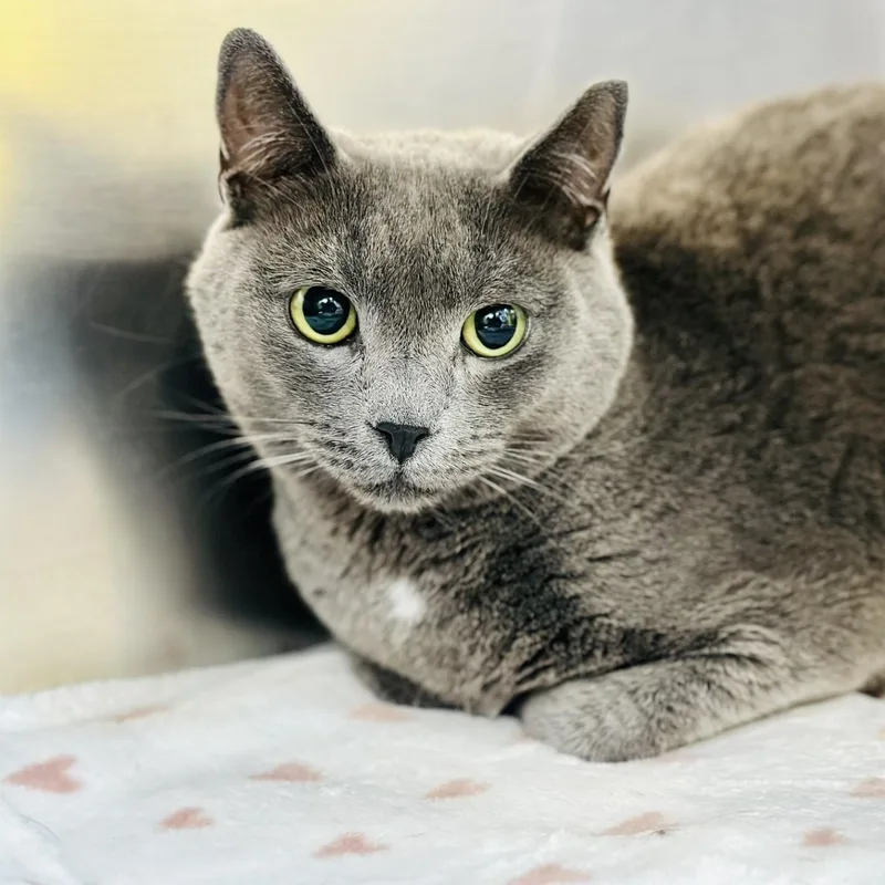 An adult medium-sized male Gray / Blue / Silver Domestic Short Hair cat named Colt for adoption in Jackson, NJ