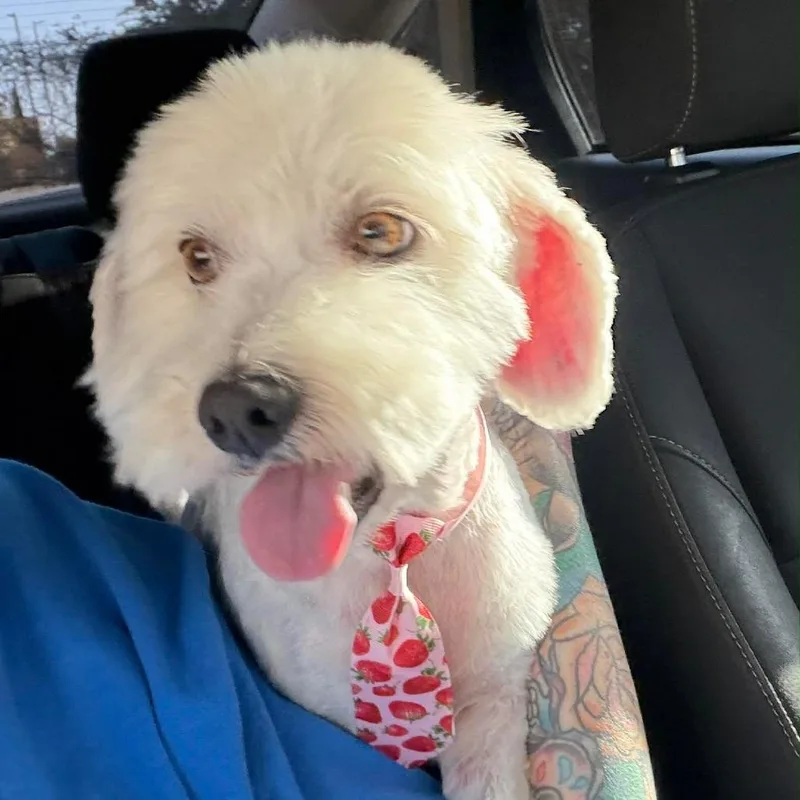 An adult small-sized male White / Cream Poodle dog named Ziggy for adoption in Sonoma, CA