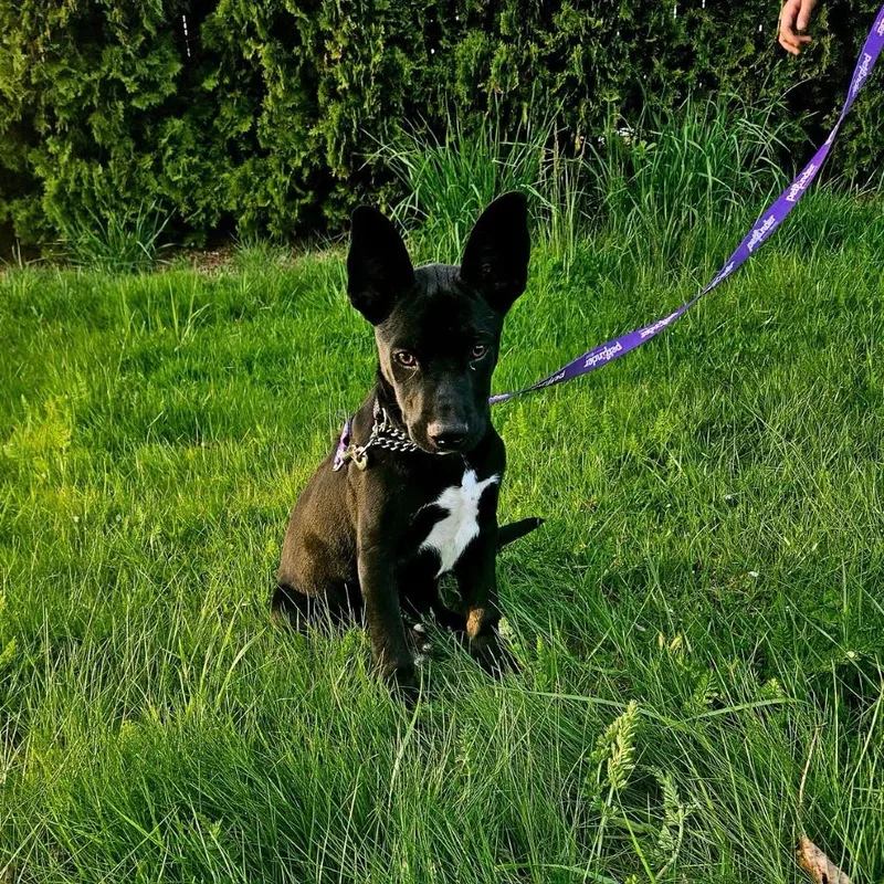 A baby small-sized male Black American Staffordshire Terrier dog named Dominic for adoption in Ferndale, WA