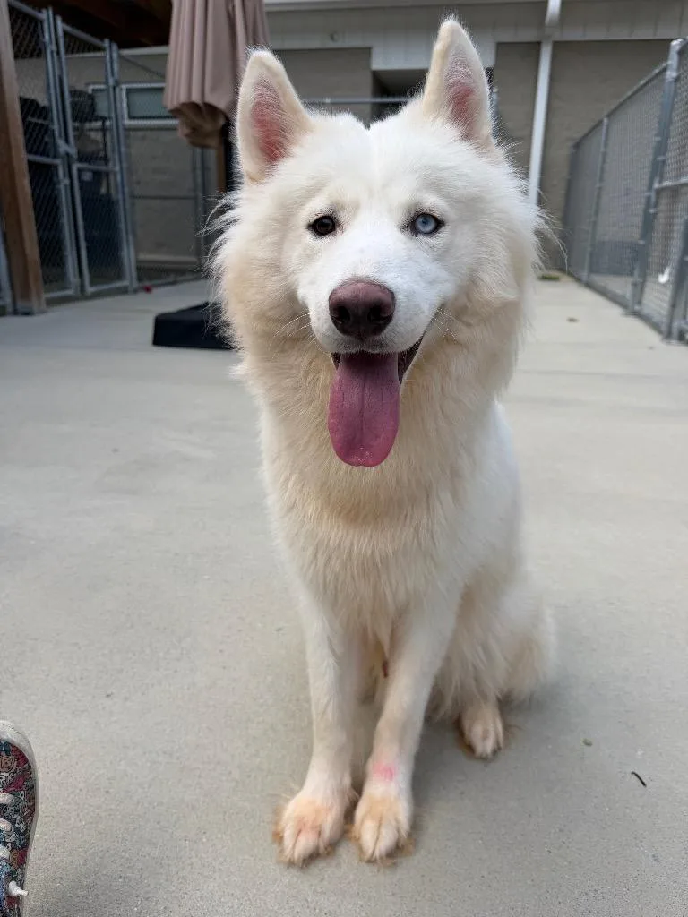 A young medium-sized male Husky dog named Sled Zeppelin for adoption in Johnson City, TN