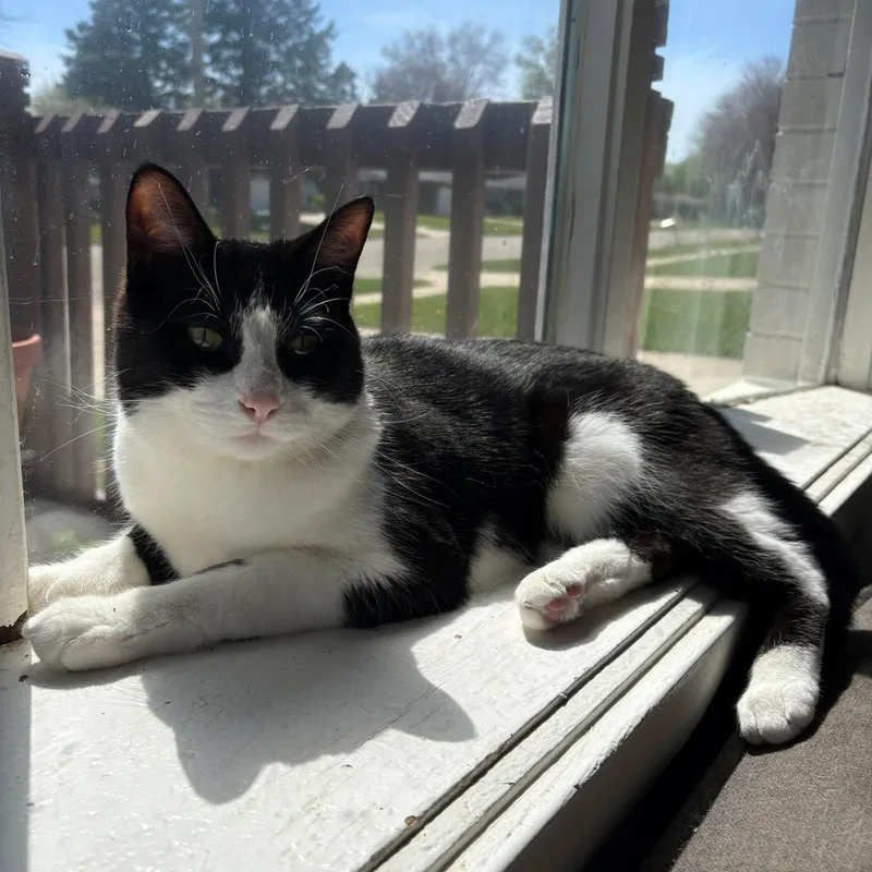 An adult medium-sized male Domestic Short Hair cat named Tinsel for adoption in Janesville, WI