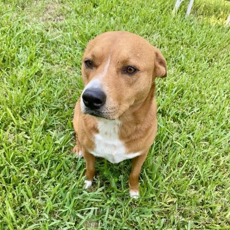 An adult medium-sized female Apricot / Beige Cattle Dog dog named Maggie for adoption in Houston, TX