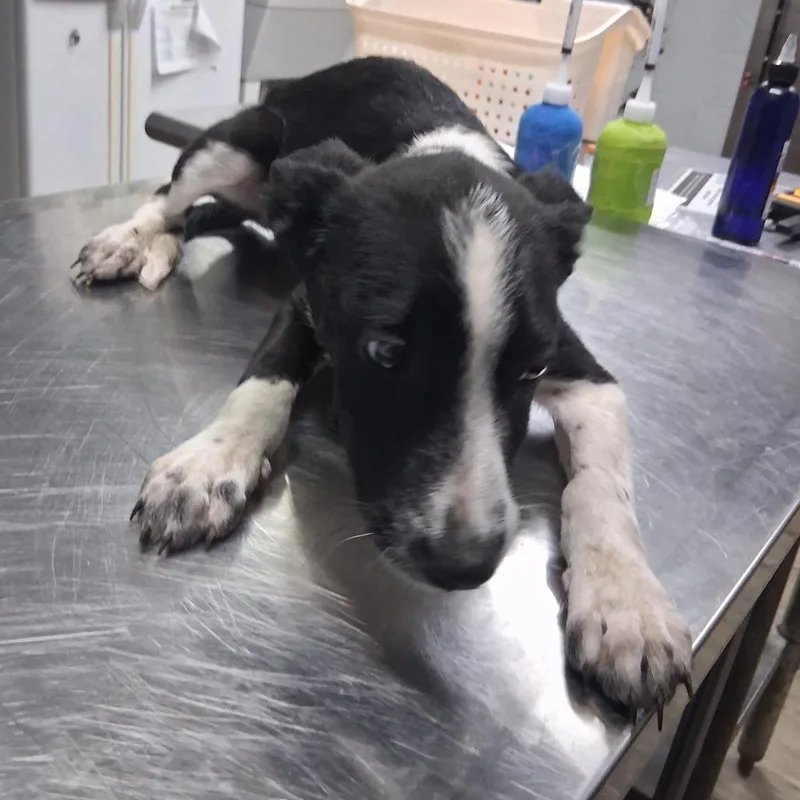 A baby small-sized female Black Shepherd dog named Chai for adoption in Summerville, SC