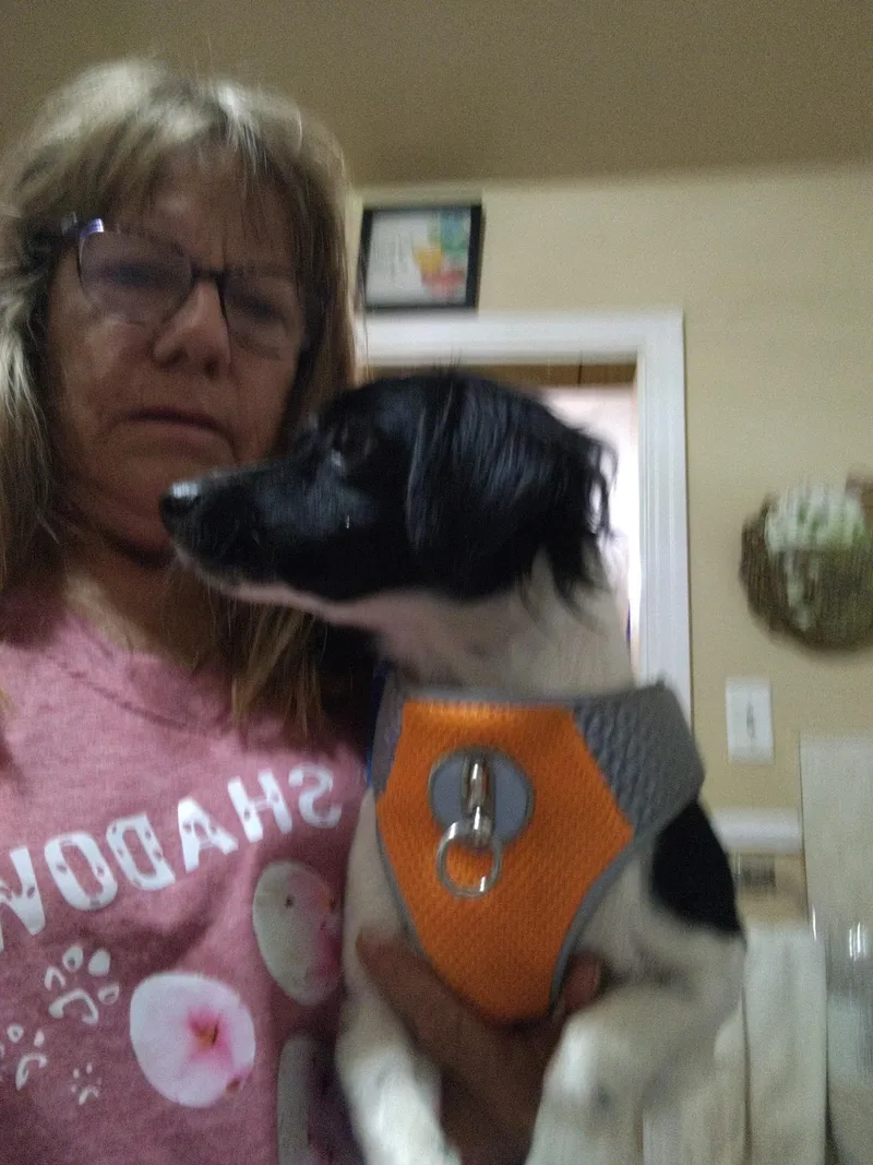 A young small-sized female Black Papillon dog named Luca for adoption in Garland, TX