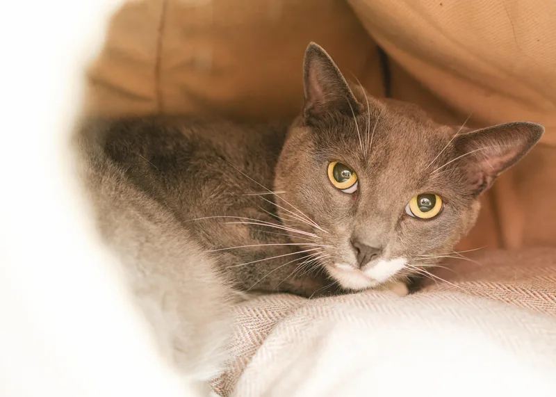 An adult medium-sized male Gray & White Domestic Short Hair cat named GusGus for adoption in Boise, ID