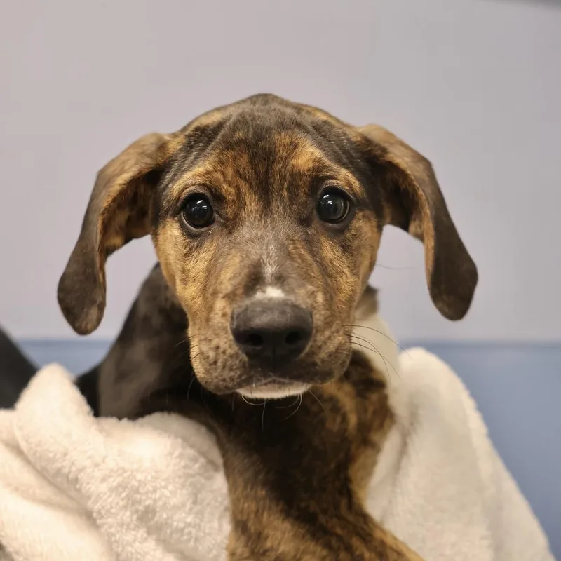 A baby small-sized female Black Mixed Breed dog named Cosmo for adoption in Briarcliff Manor, NY