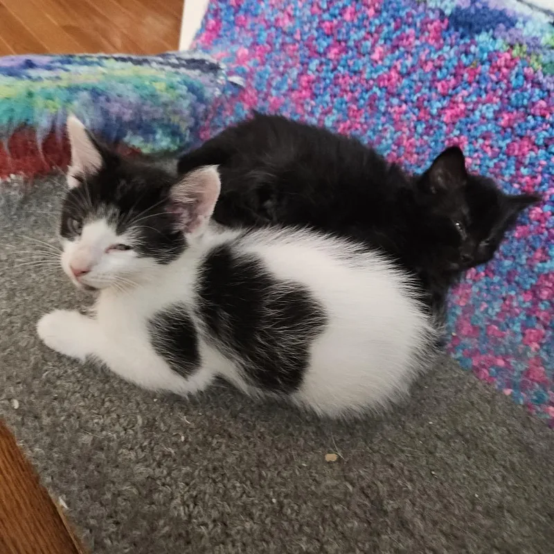 A baby small-sized male White Domestic Long Hair cat named Alien for adoption in Columbia, MO