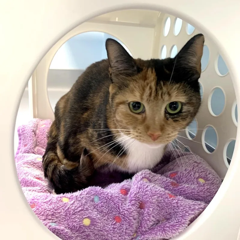 An adult medium-sized female Calico Domestic Short Hair cat named Misso for adoption in Boston, MA