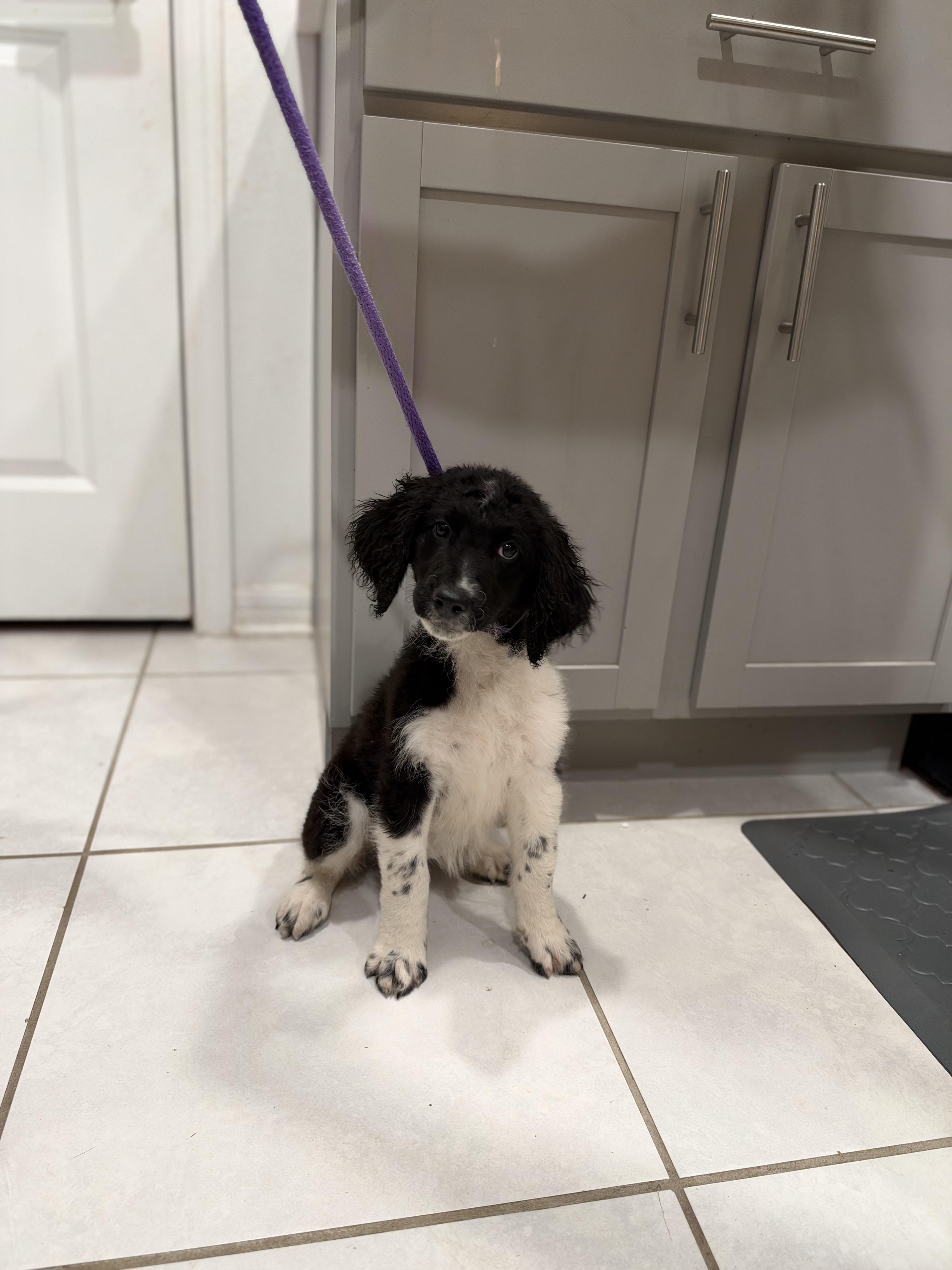 A baby medium-sized female Black Labradoodle dog named Dd for adoption in Maitland, FL