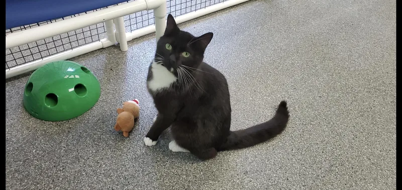 An adult medium-sized male Black Domestic Short Hair cat named Nixon for adoption in Beulah, MI