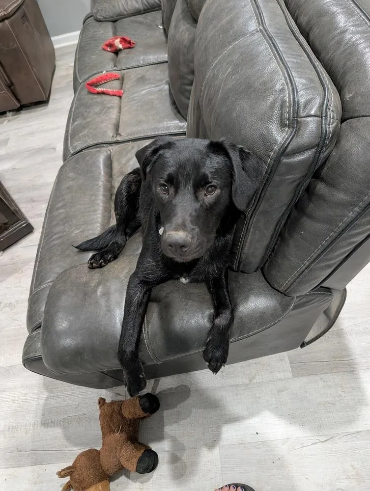 A baby medium-sized male Black Labrador Retriever dog named Cruz for adoption in Boston, MA