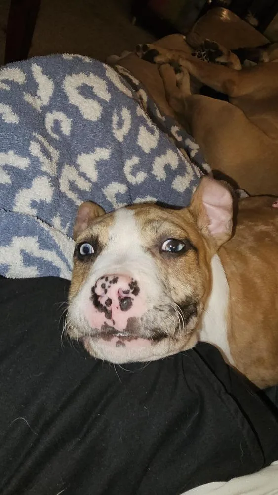 A baby medium-sized male Apricot / Beige Mixed Breed dog named Peter Pan for adoption in Clinton Township, MI