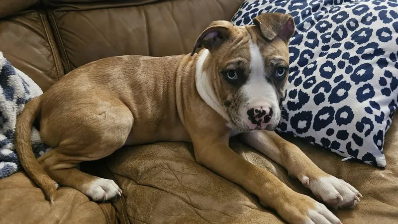 Peter Pan thumbnail 2