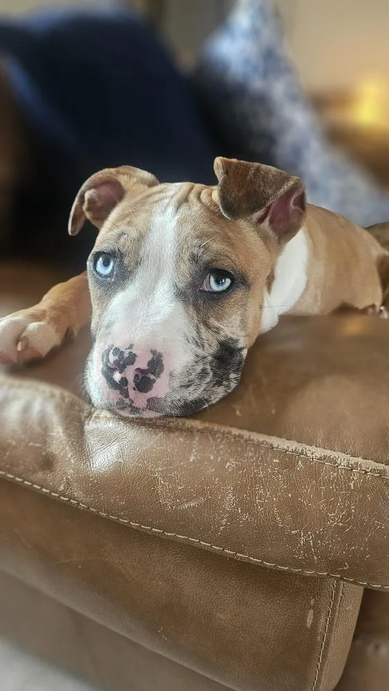 Peter Pan thumbnail 3