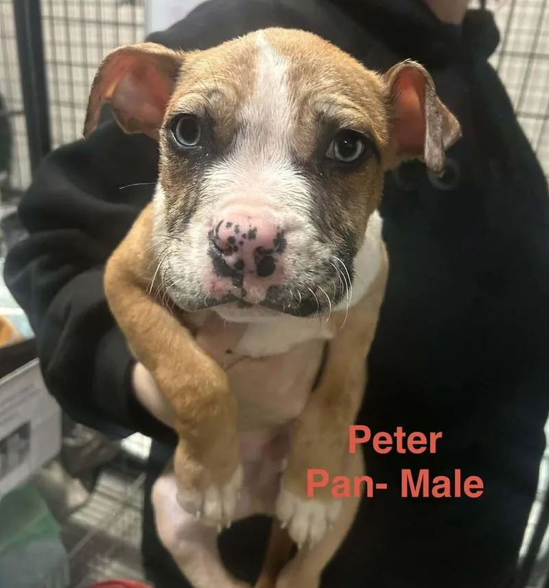 Peter Pan thumbnail 4