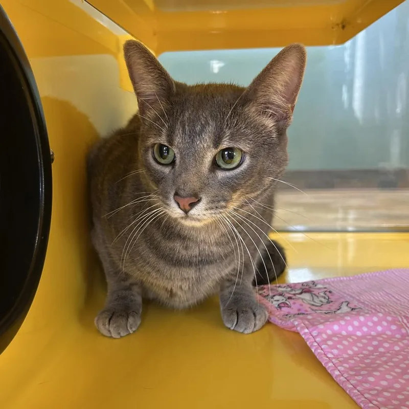 An adult large-sized male Gray / Blue / Silver Domestic Short Hair cat named Bloo for adoption in Abilene, TX