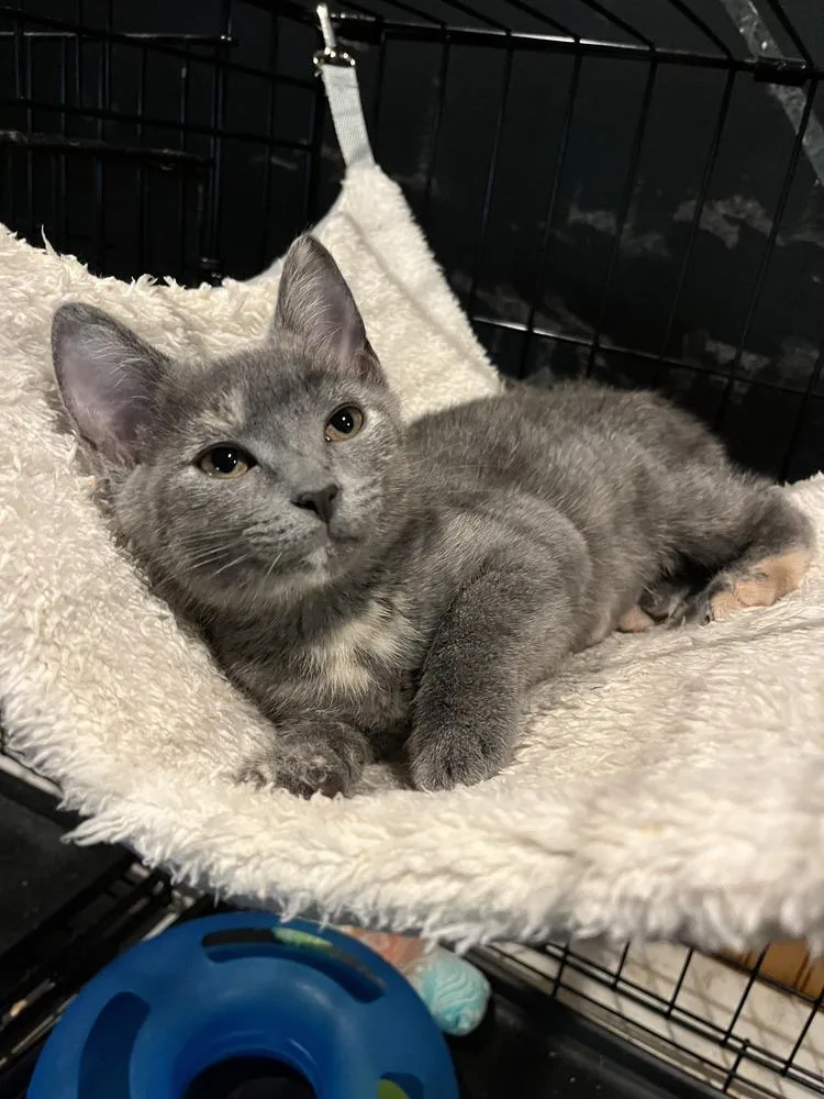 A baby medium-sized female Domestic Short Hair cat named Annabeth for adoption in Emerald Isle, NC