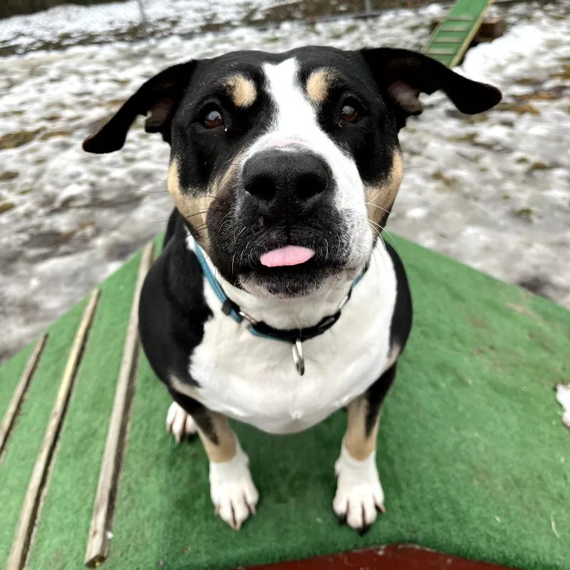An adult large-sized female Black Mixed Breed dog named Sheera Fka Siren for adoption in Vassalboro, ME