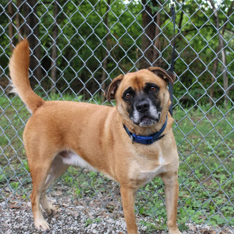 A senior medium-sized male Mixed Breed dog named Brownie for adoption in Atchison, KS
