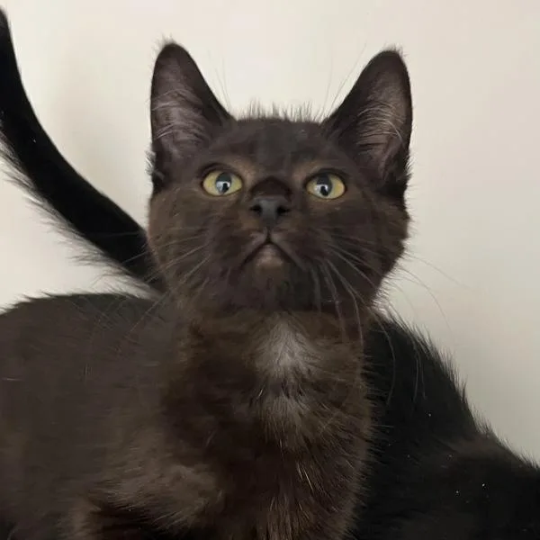 A baby medium-sized male Domestic Short Hair cat named Akela for adoption in Silverdale, WA