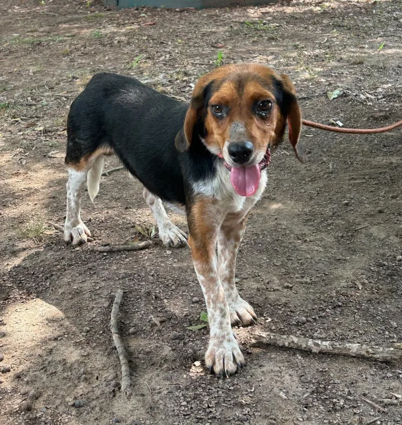 Bagel the Beagle