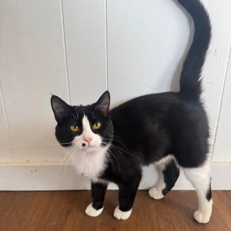A young medium-sized male Black Domestic Short Hair cat named Renny for adoption in Medina, OH