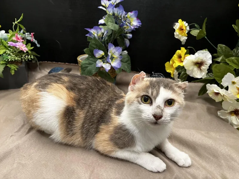An adult medium-sized female Calico cat named Perlie for adoption in Fayetteville, GA