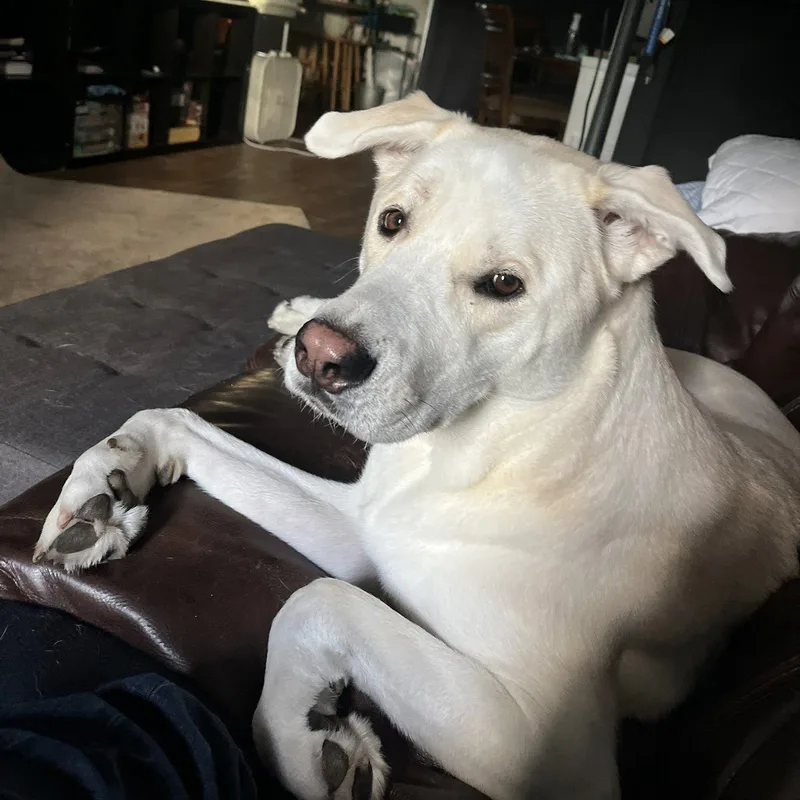 A young large-sized male White / Cream Labrador Retriever dog named Bagel for adoption in New Port Richey, FL