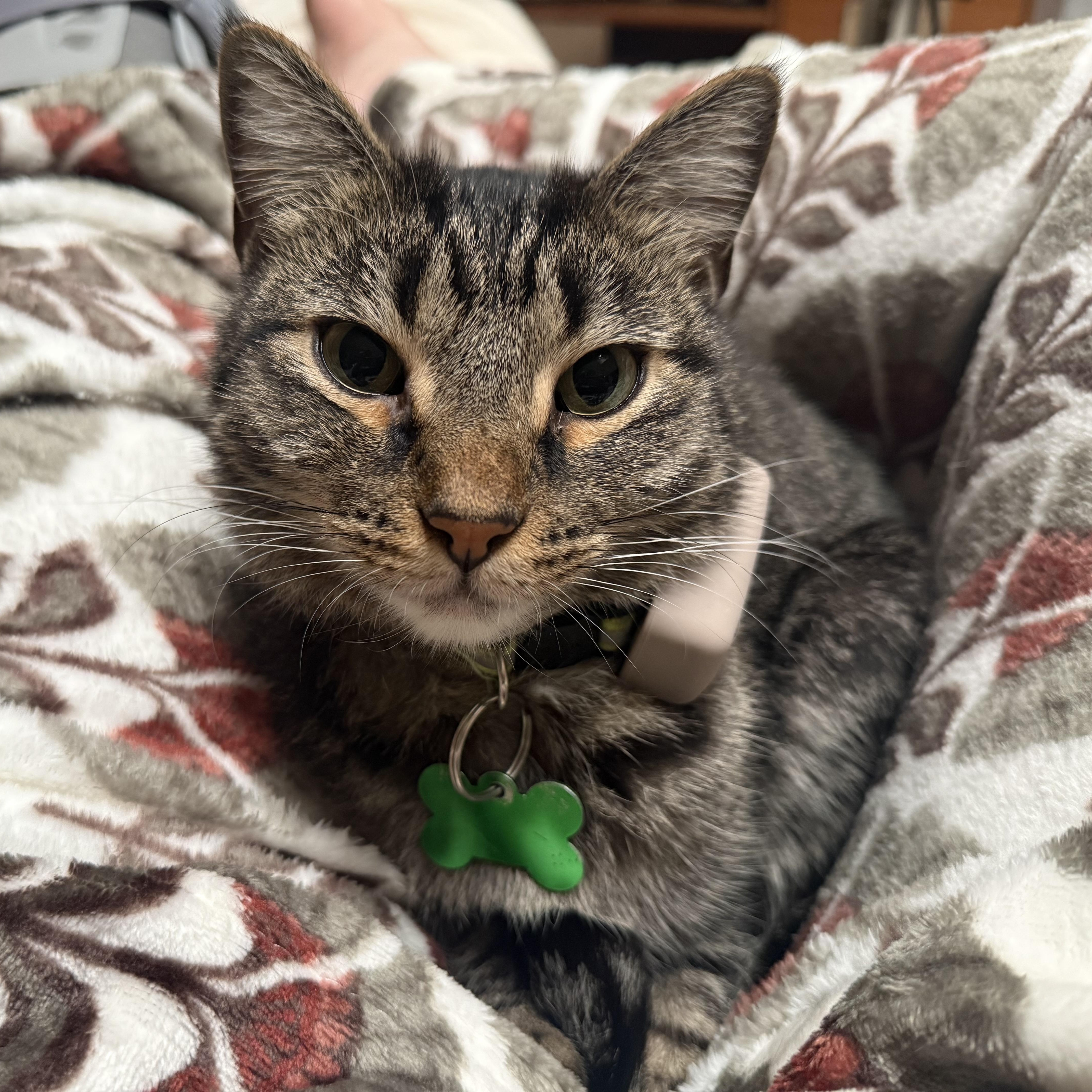An adult medium-sized male Tabby (Gray / Blue / Silver) Domestic Short Hair cat named Mr. T for adoption in Springfield, MO