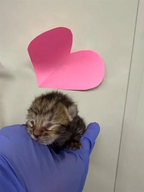 A baby small-sized male Domestic Short Hair cat named Bobbles for adoption in Ontario, CA