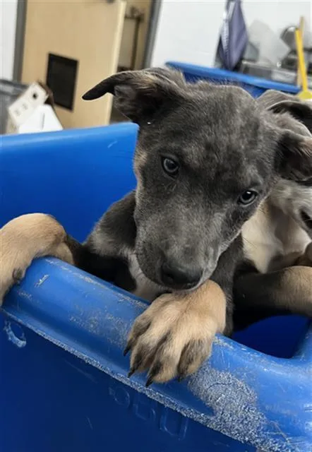 A baby large-sized female Mixed Breed dog named Rosie for adoption in Dallas, TX