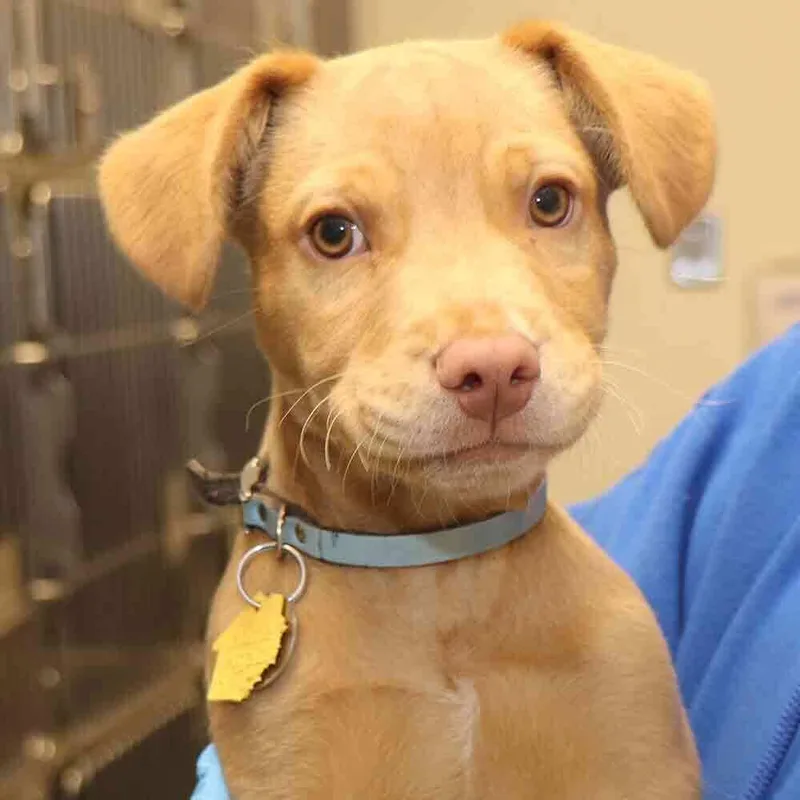 A baby small-sized male Mixed Breed dog named Clover for adoption in Port Washington, NY